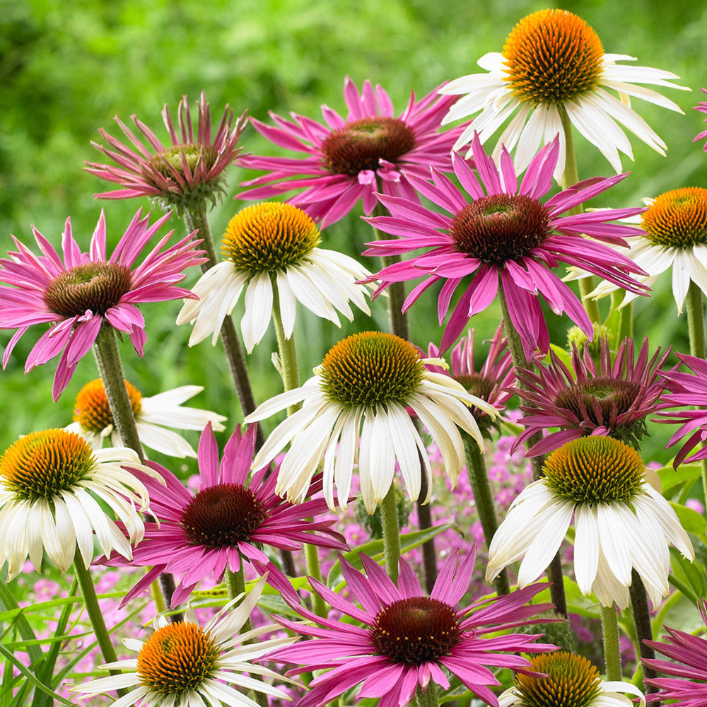 Echinacea Purpurea flower seeds
