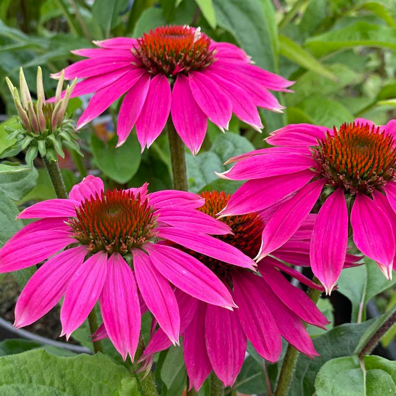 Beautiful Echinacea plant