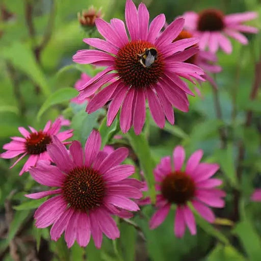 Beautiful Echinacea plant