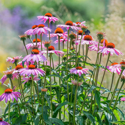 Coneflower Echinacea plant