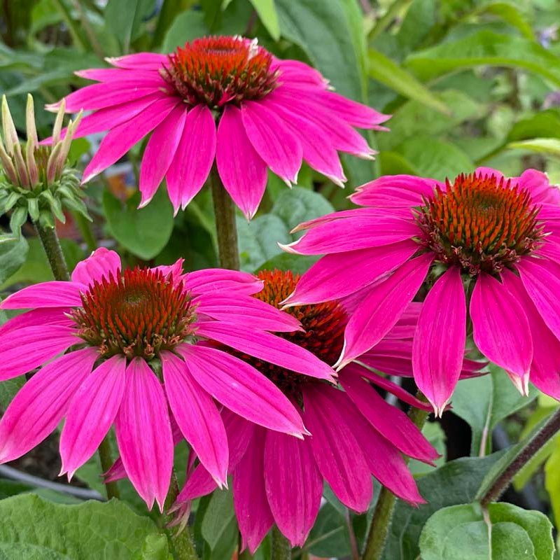 for Tea Echinacea plant