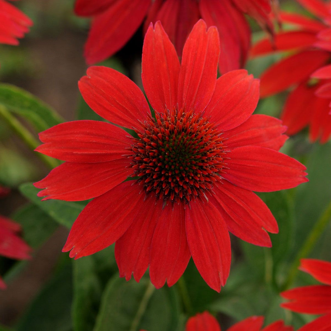 Red Coneflower flower seeds