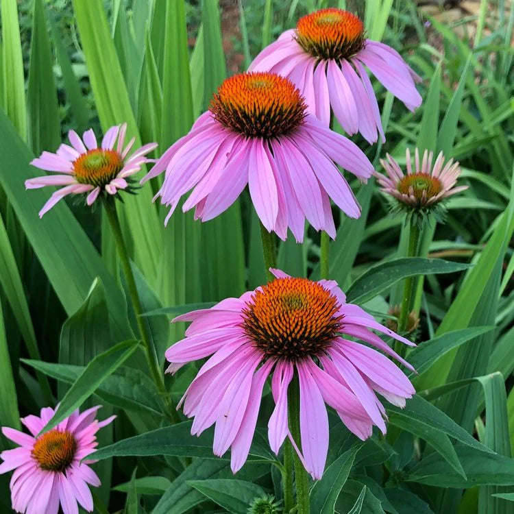 Coneflower flower seeds