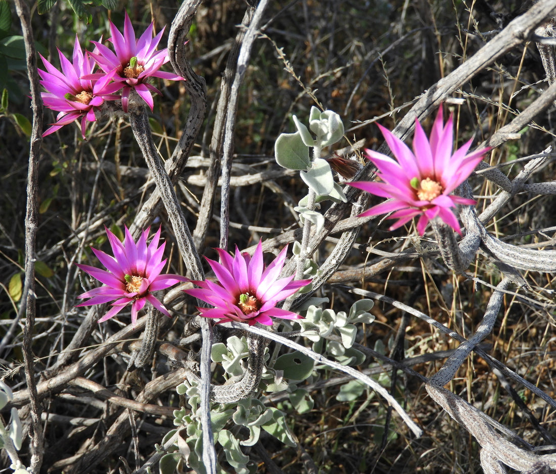 Wilcoxia Poselgeri flower seeds