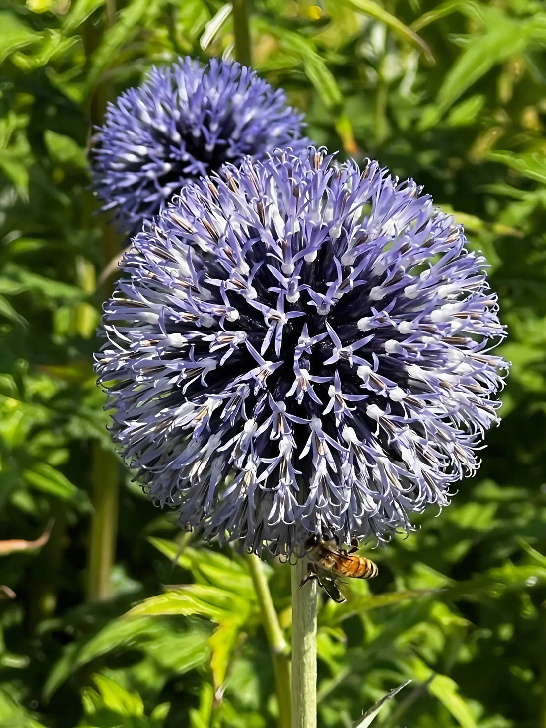 Blue Echinops flower seeds