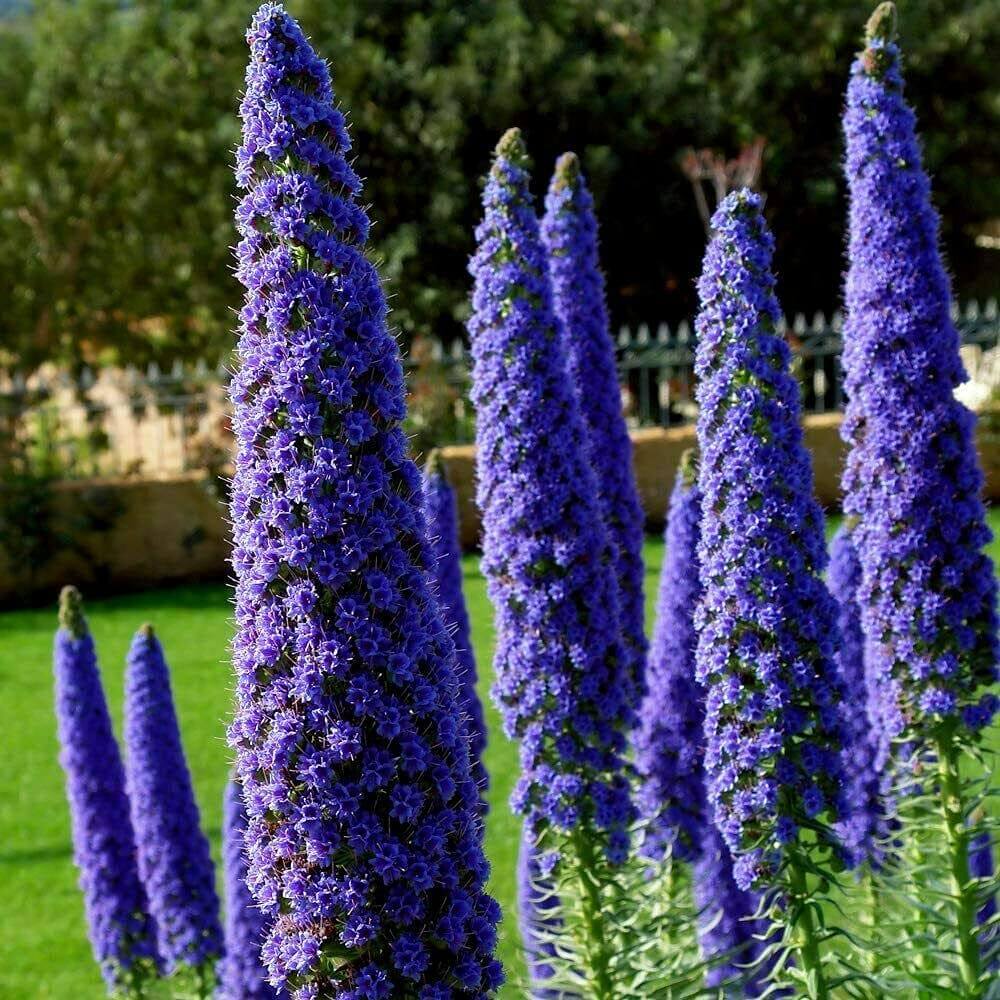 Echium Fastuosum plant