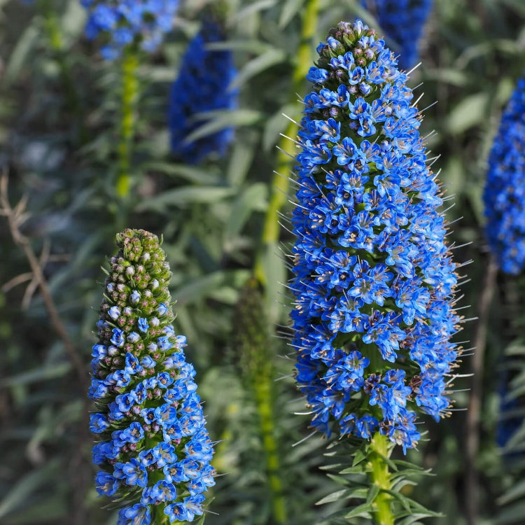 Echium Fastuosum plant