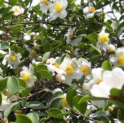Tea Garden Plants plant