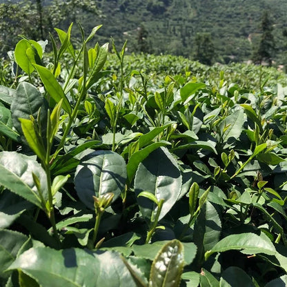 Tea Garden Plants plant