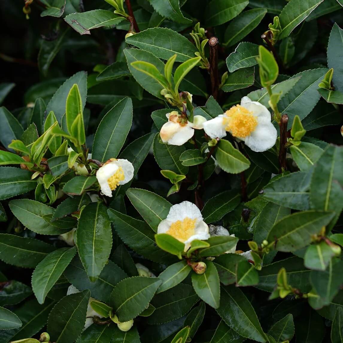 Tea Garden Plants plant