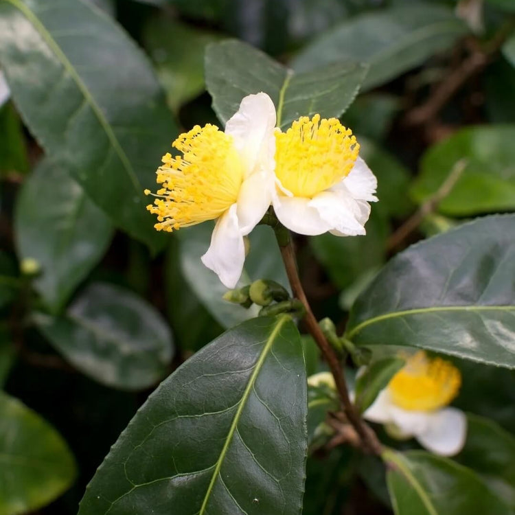 Tea Garden Plants plant