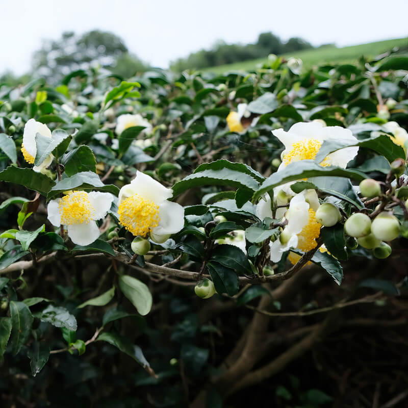 Tea Garden Plants plant