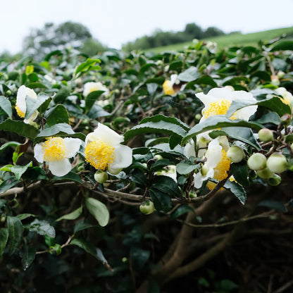Tea Garden Plants plant