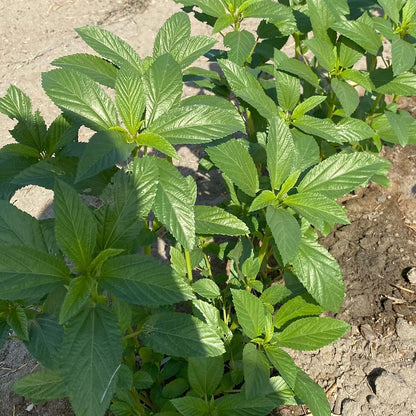 Egyptian spinach plant growing in a sunny vegetable garden
