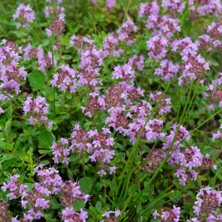 Elfin Thyme plant