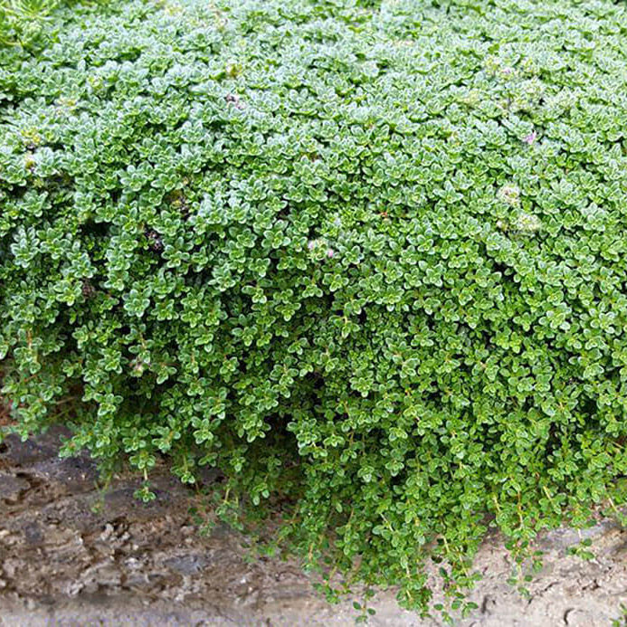 Elfin Thyme plant