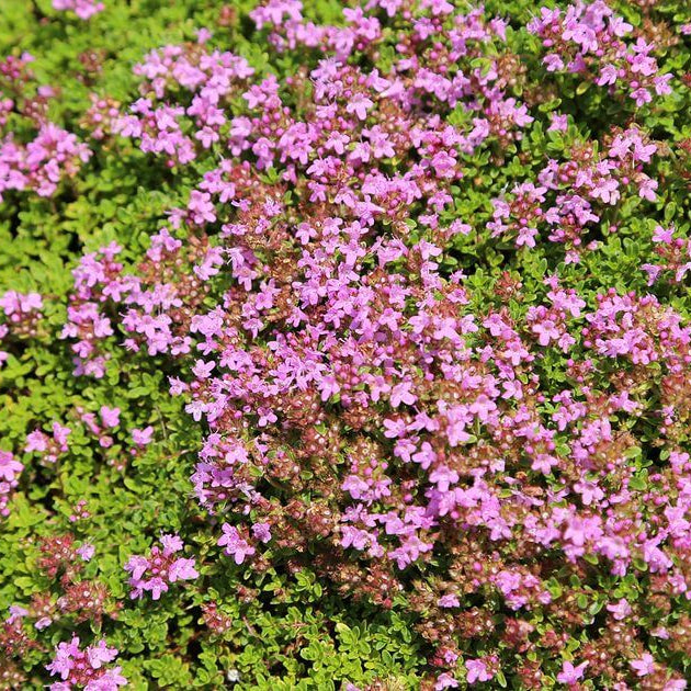 Elfin Thyme plant