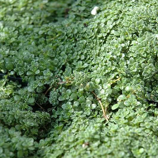 Elfin Thyme plant