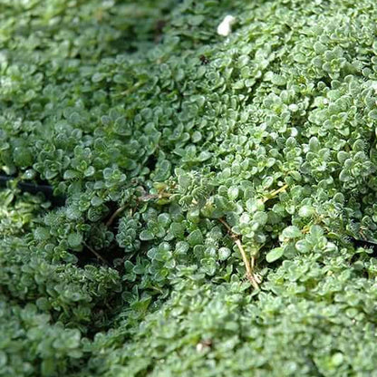 Elfin Thyme plant