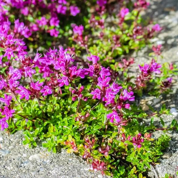 Elfin Thyme plant