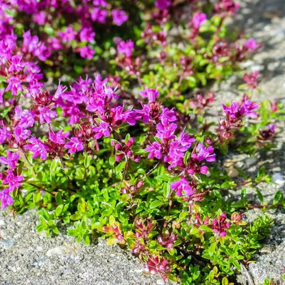 Elfin Thyme plant
