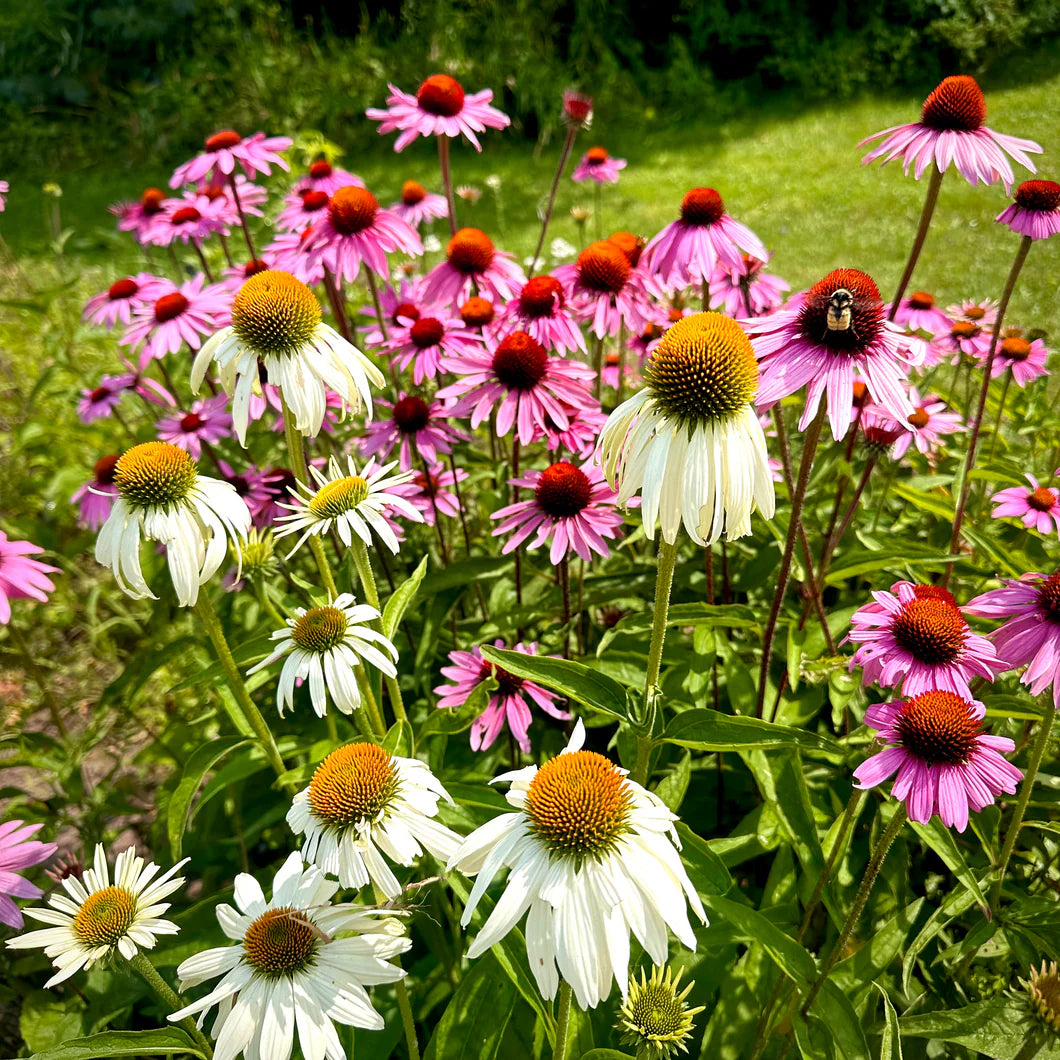 Coneflower flower seeds