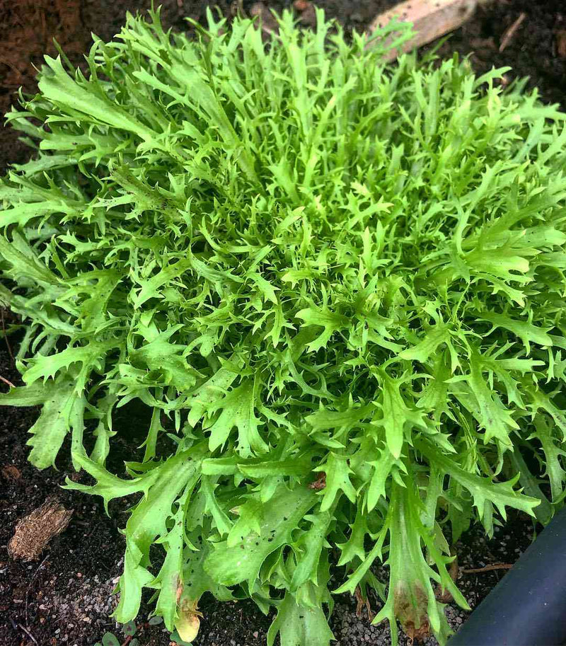 Endive seeds for planting with fresh green leafy endive plants