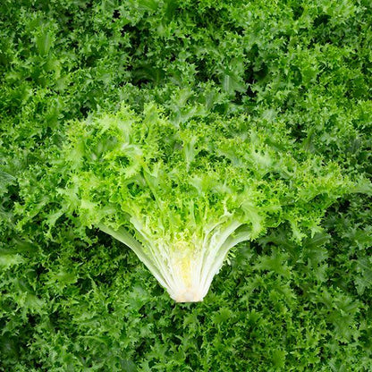 Endive seeds for planting with fresh green leafy endive plants