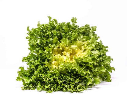 Endive seeds for planting with fresh green leafy endive plants