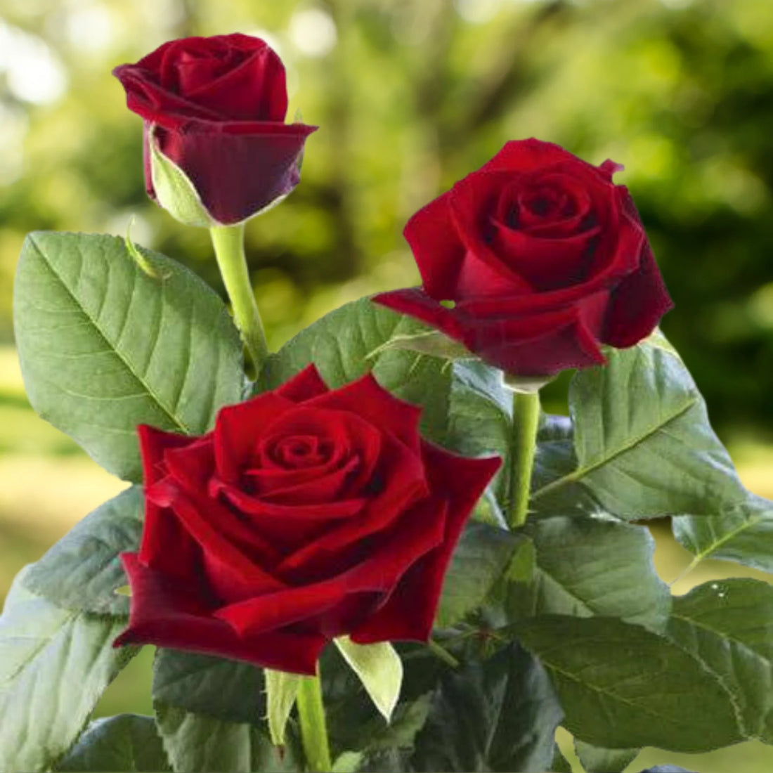 Rose flower seeds