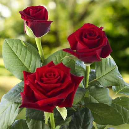 Rose flower seeds