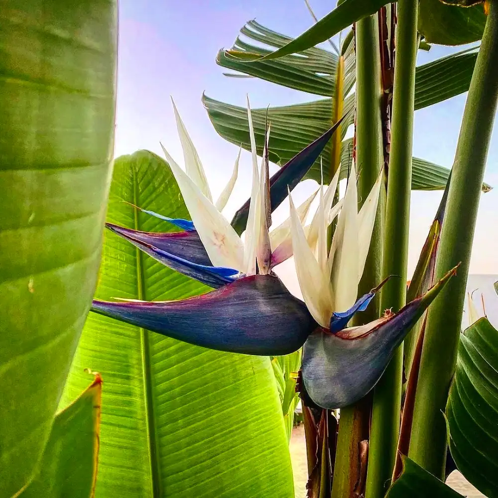 Agave flower seeds