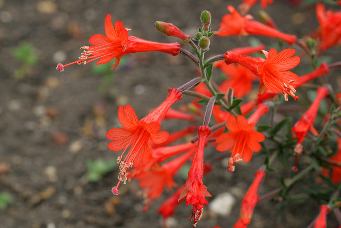 Epilobium Canum flower seeds