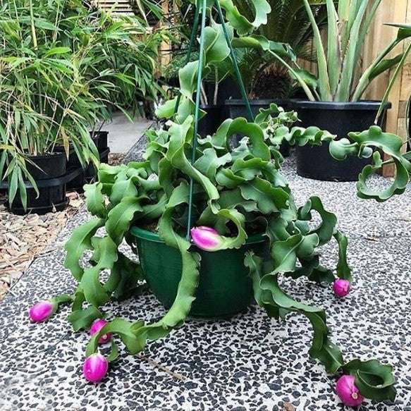 Guatemalan Monstrose flower seeds