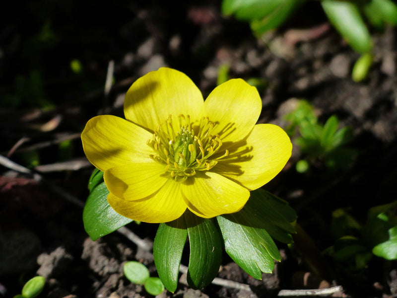Yellow Aconite Flower Seeds for Planting – Heirloom Non-GMO Garden Seeds