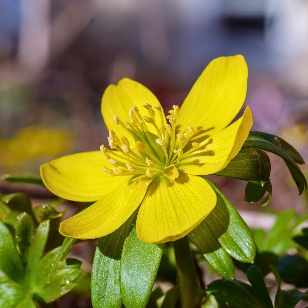 Hyemalis flower seeds