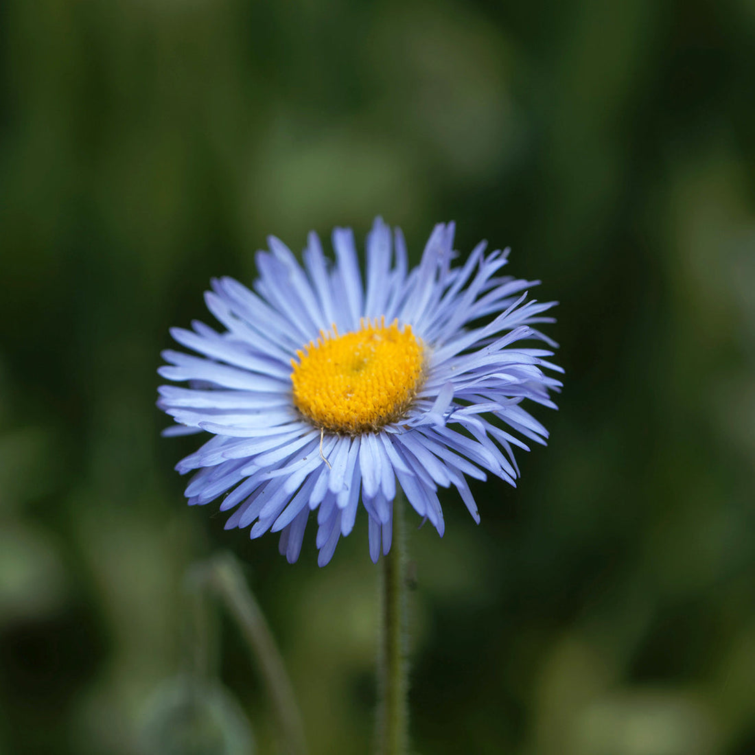Blue Erigeron flower seeds