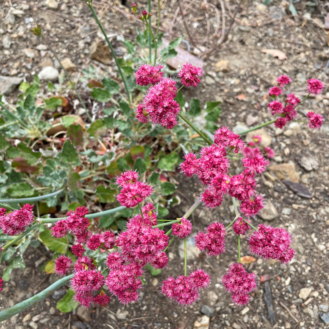 Eriogonum Grande flower seeds