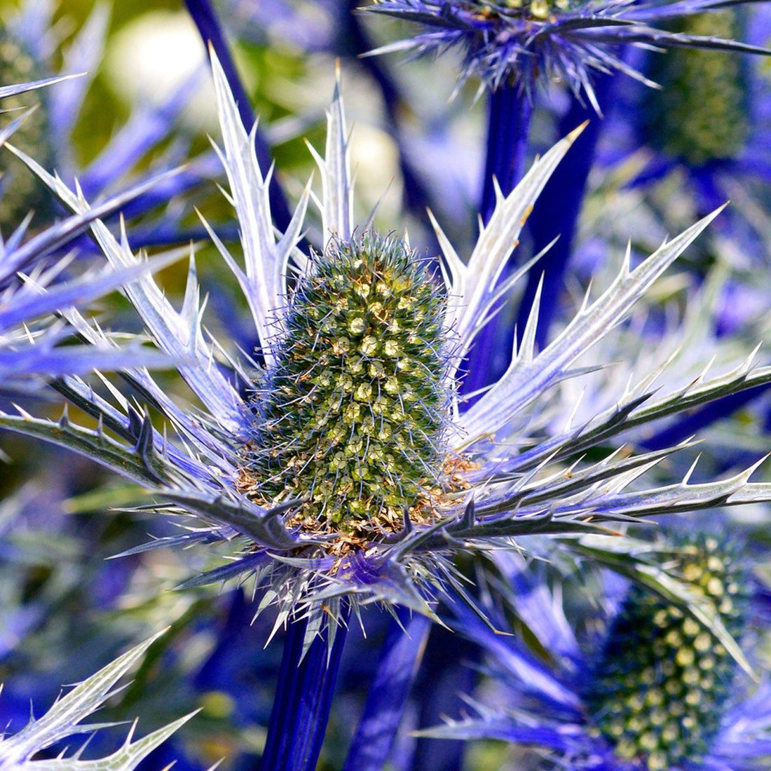 Blue Eryngium flower seeds