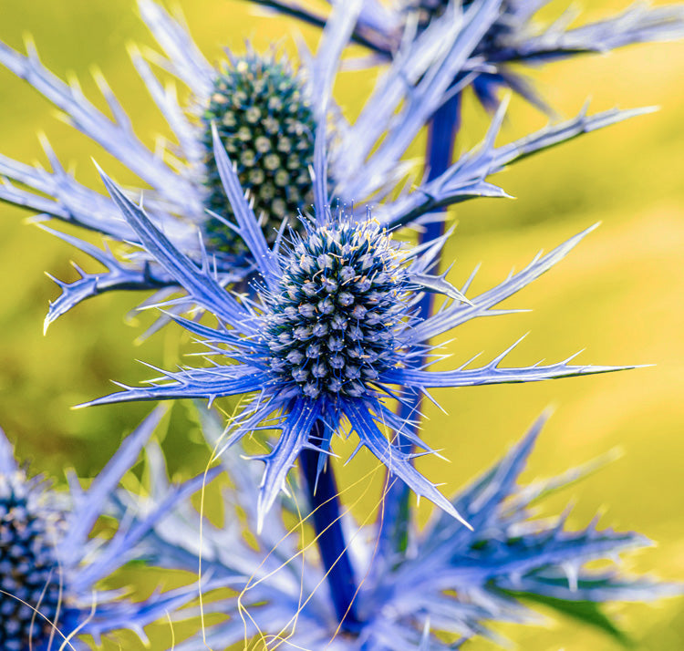 Blue Eryngium Flower Seeds for Planting – Heirloom Non-GMO Garden Seeds