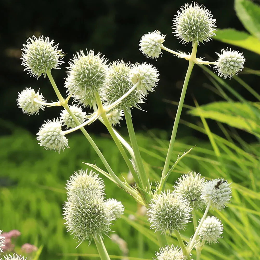 White Rattlesnake flower seeds