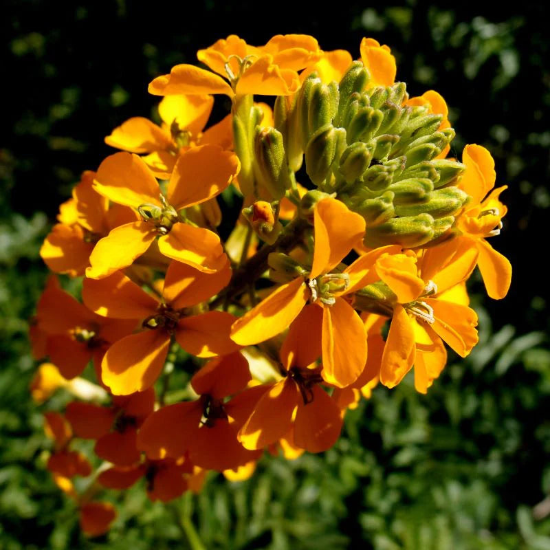 Orange Wallflower flower seeds