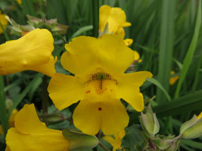 Yellow Erythranthe Flower Seeds for Planting – Heirloom Monkey Flower Seeds