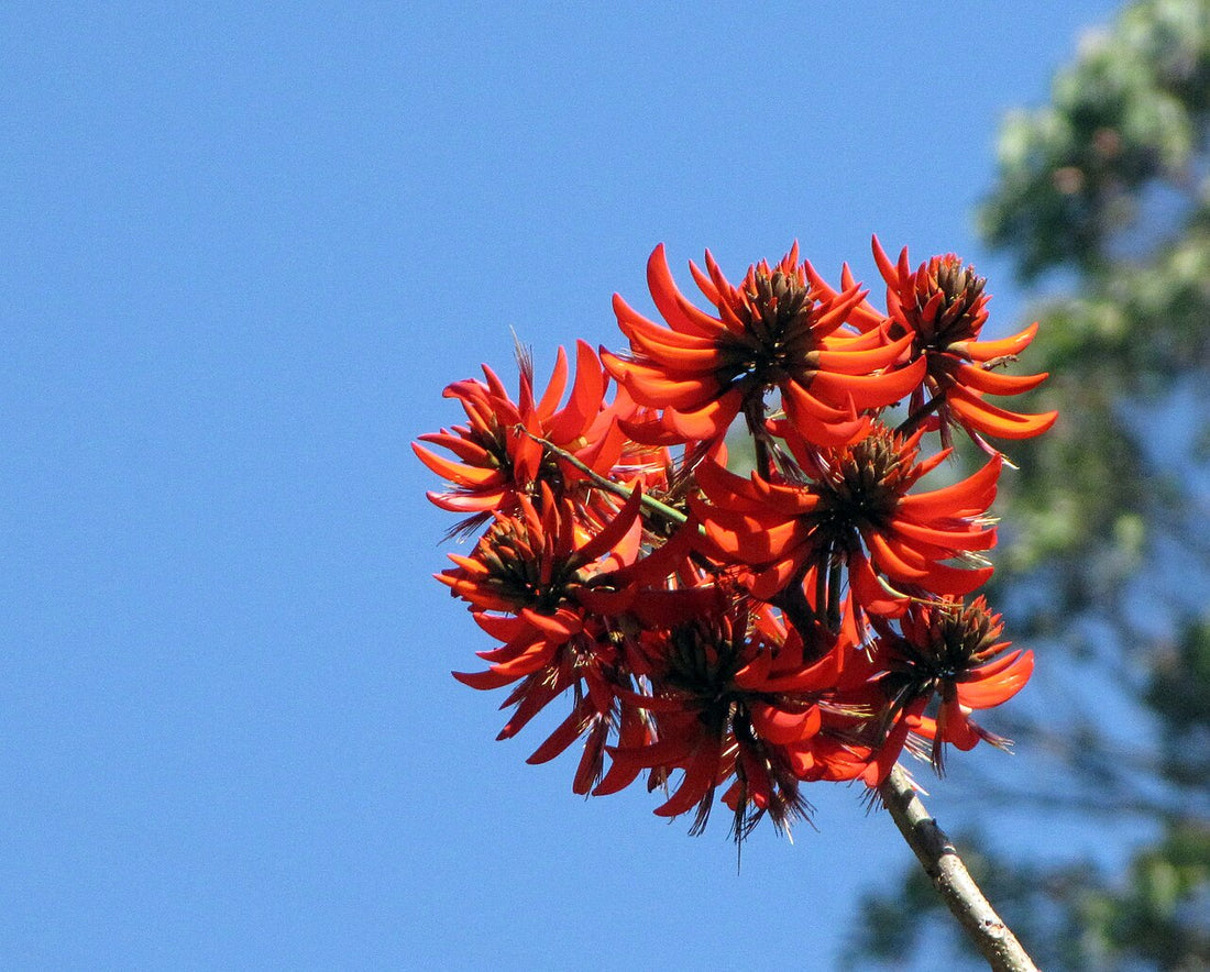 Red Sophora flower seeds