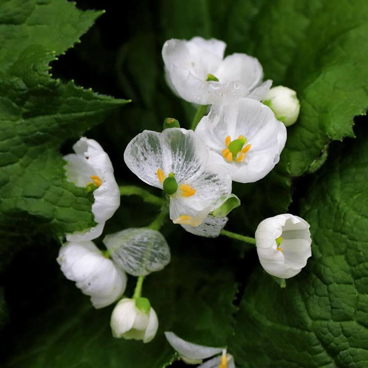 Skeleton flower seeds
