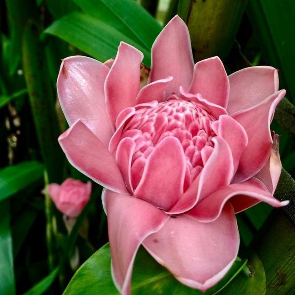 Ginger Etlingera Elatior plant