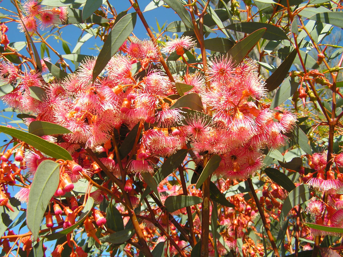 Red Eucalyptus flower seeds