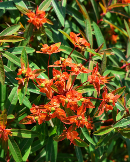 Euphorbia Griffithii flower seeds