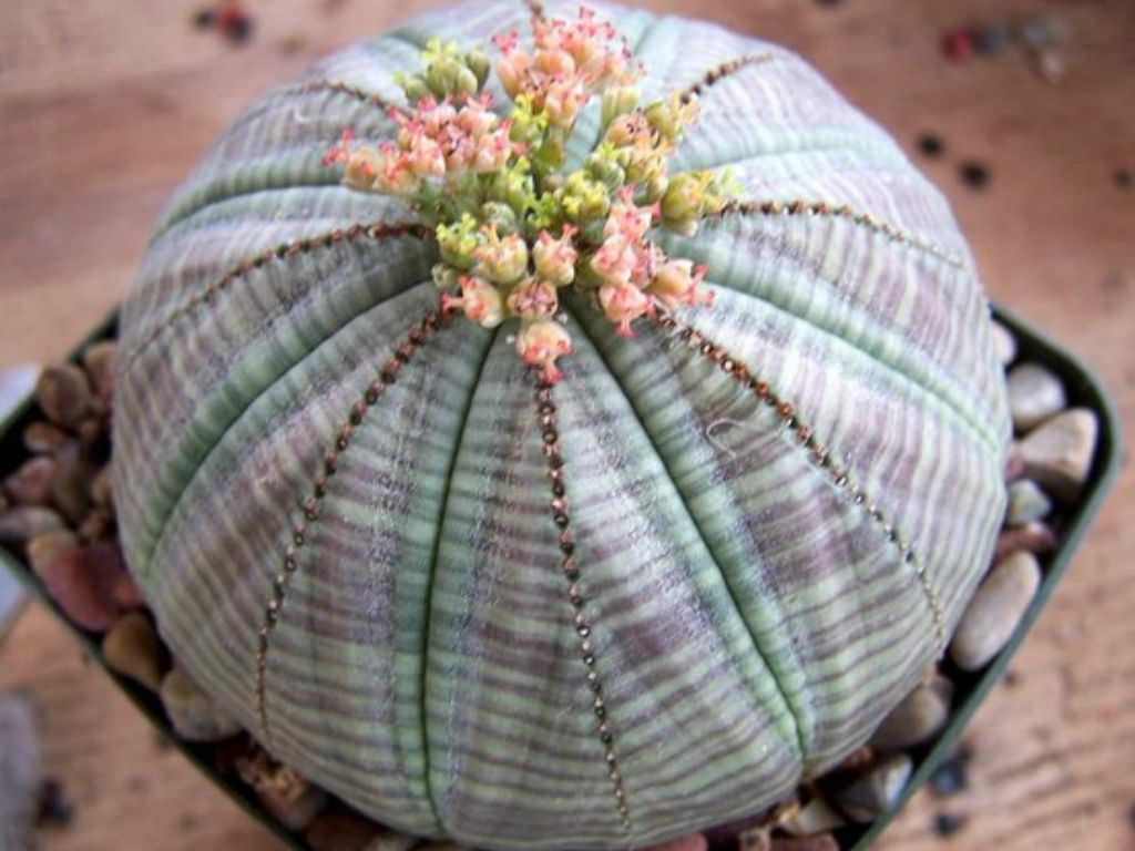 Euphorbia Obesa flower seeds