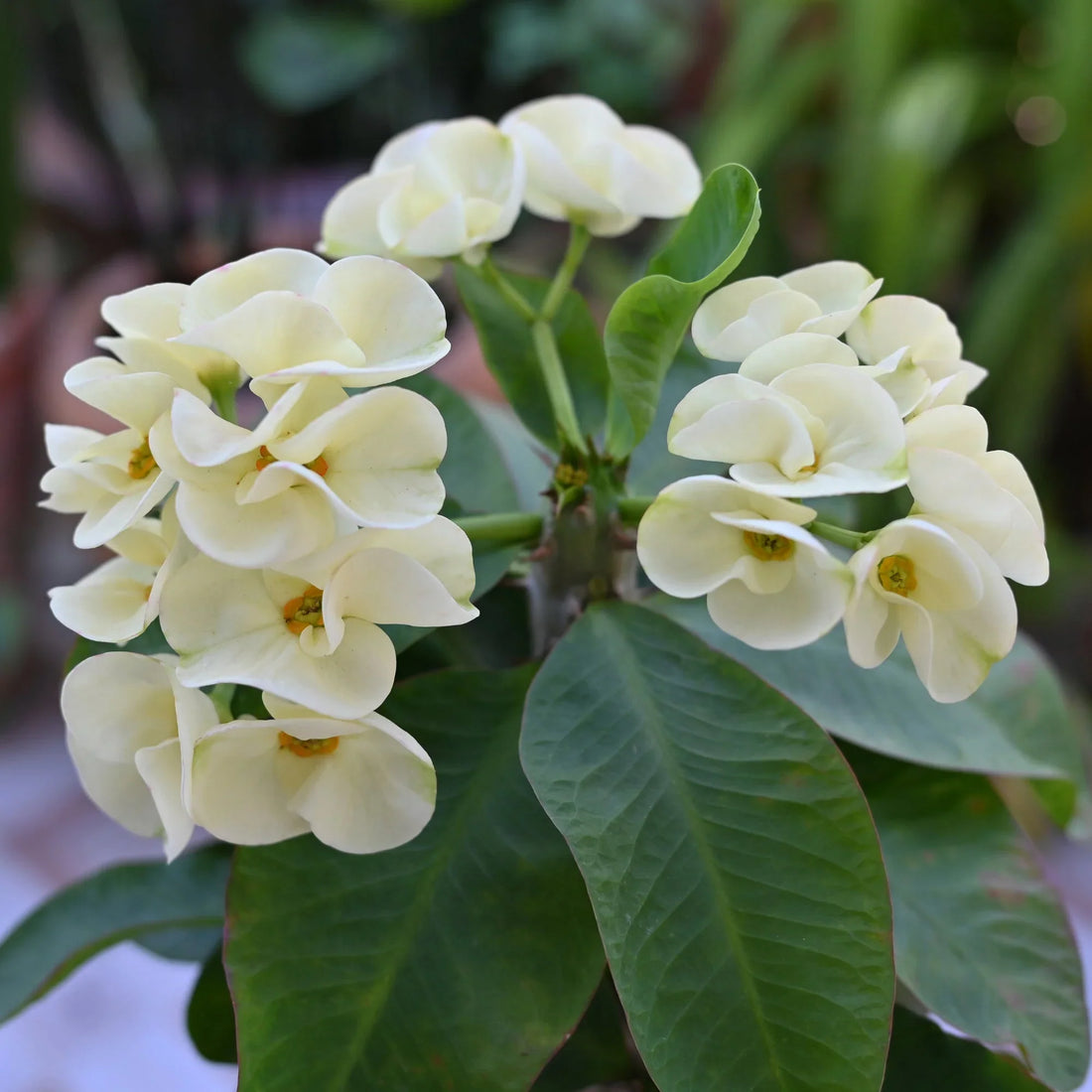 White Euphorbia flower seeds